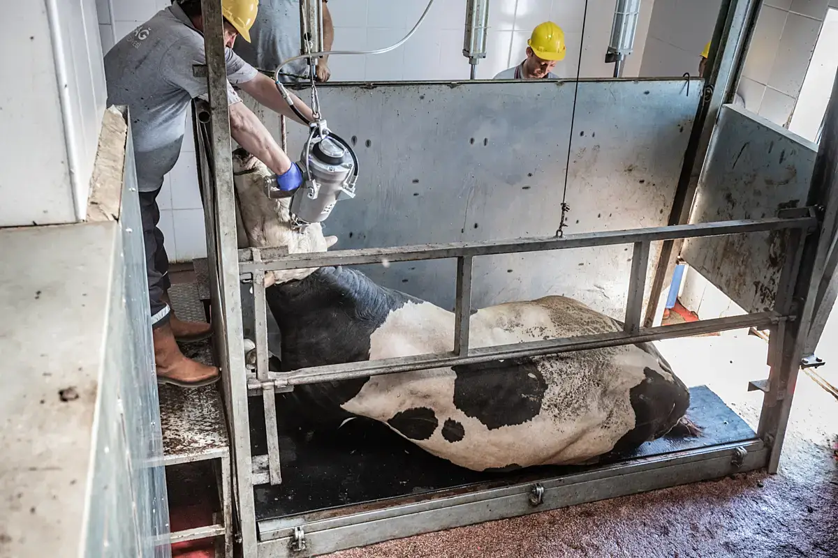 Cause-Areas_Farmed-Animal-Welfare_Cows (1)