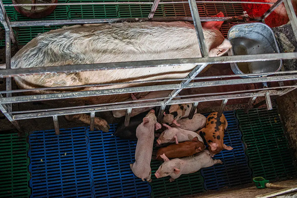 Cause-Areas_Farmed-Animal-Welfare_Pigs (1)